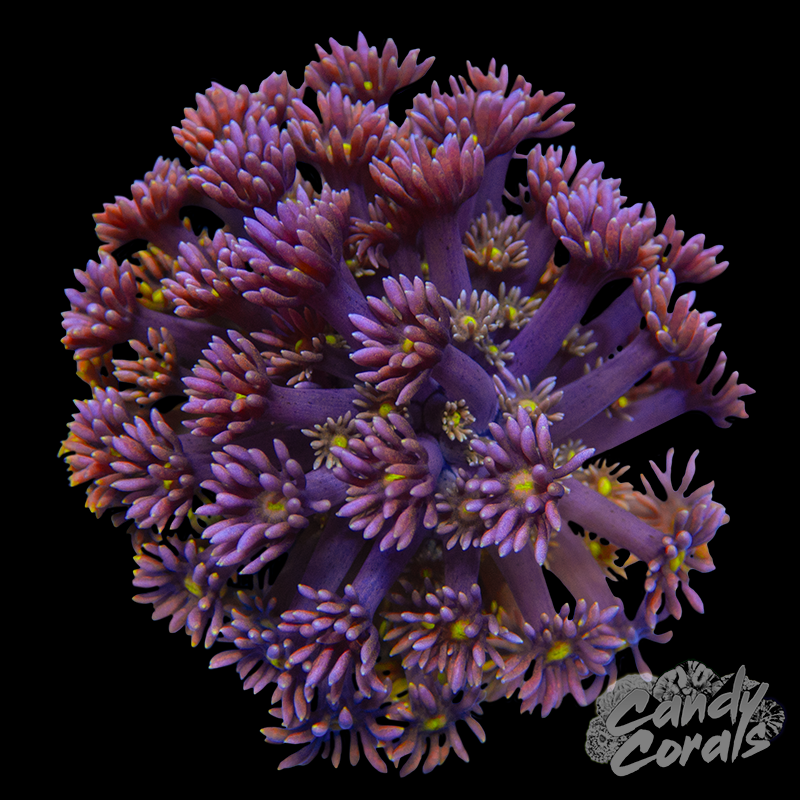 Small Yellow Mouth Pink Goni Colony WYSIWYG 45