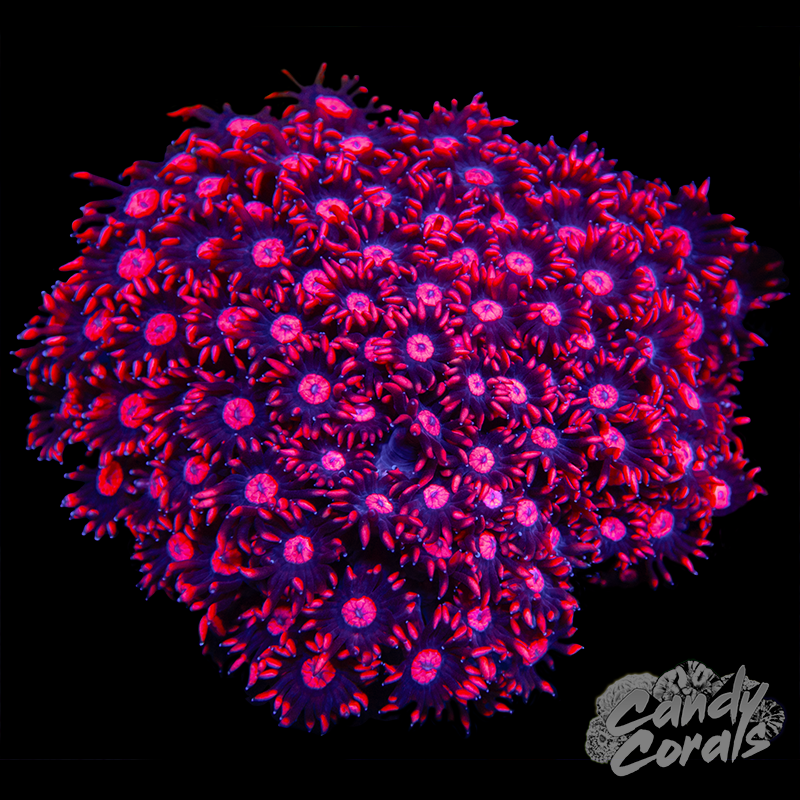 Red Goni Colony WYSIWYG 49