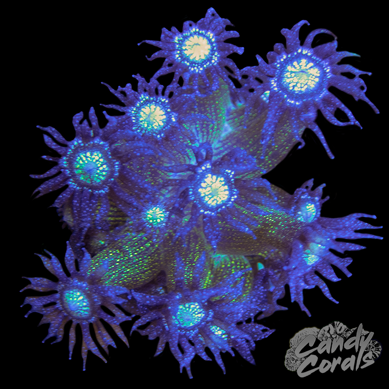 White Glitter Center Goniopora Frag