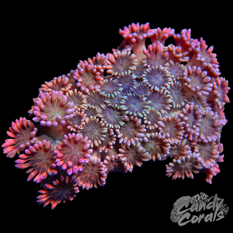 Small Ultra Goni Colony WYSIWYG 35
