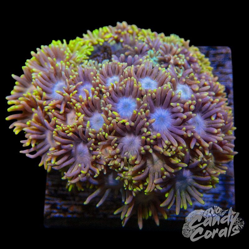 Ultra Goniopora WYSIWYG 14
