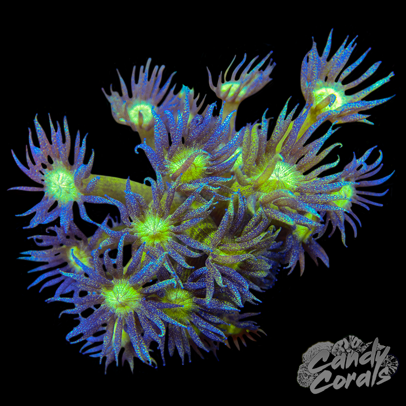 Disco Ball Glitter Goniopora Frag