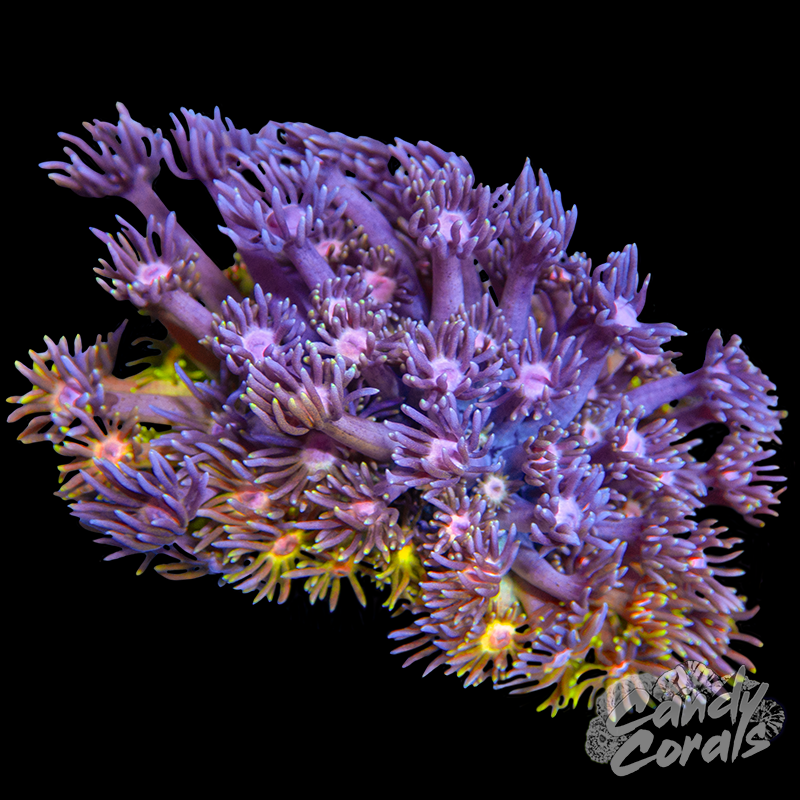 Small Ultra Goni Colony WYSIWYG 36
