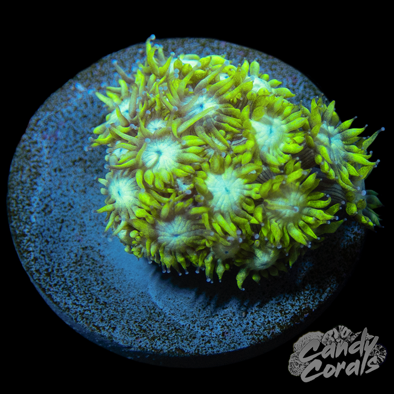 Blue Center Yellow Goniopora Frag