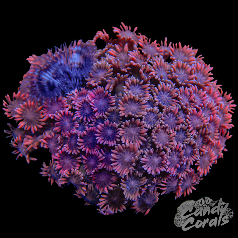 Small Pink Goni Colony WYSIWYG 43