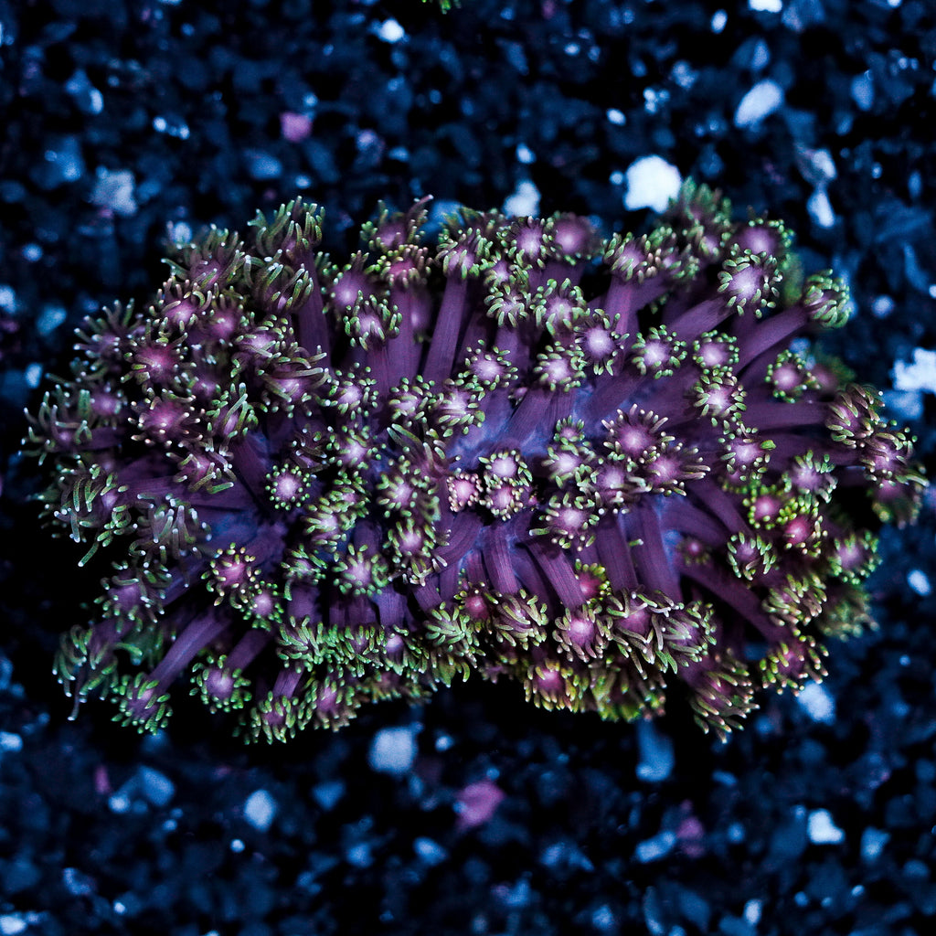 Bonfire Goniopora Colony