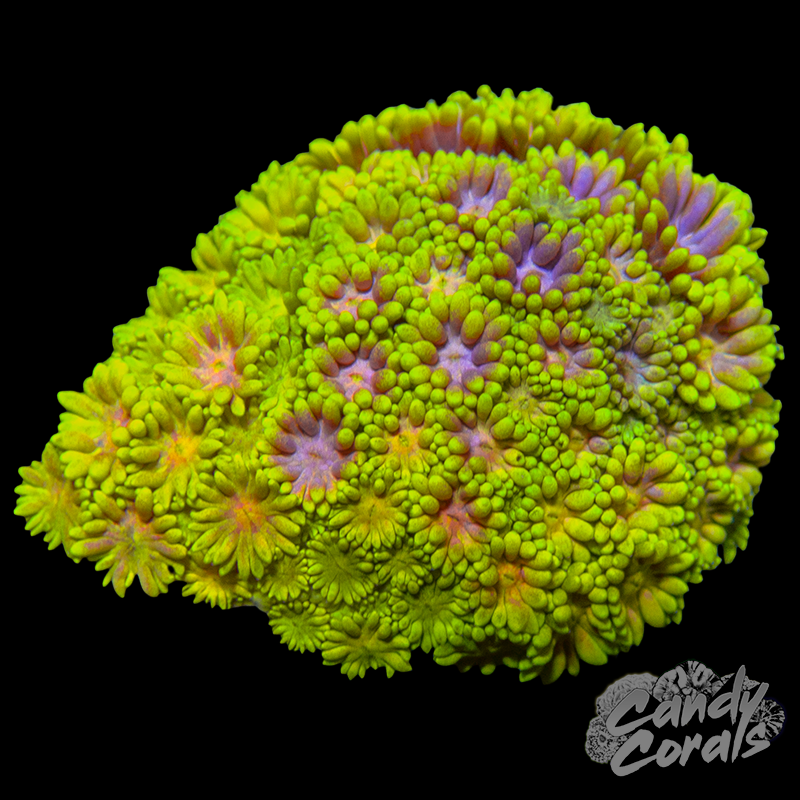 Small Ultra Goni Colony WYSIWYG 37