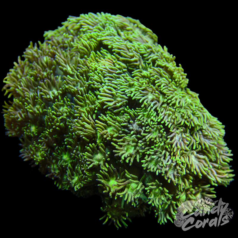 Ultra Goniopora Colony WYSIWYG 4