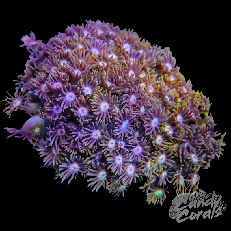 Small Ultra Goni Colony WYSIWYG 38