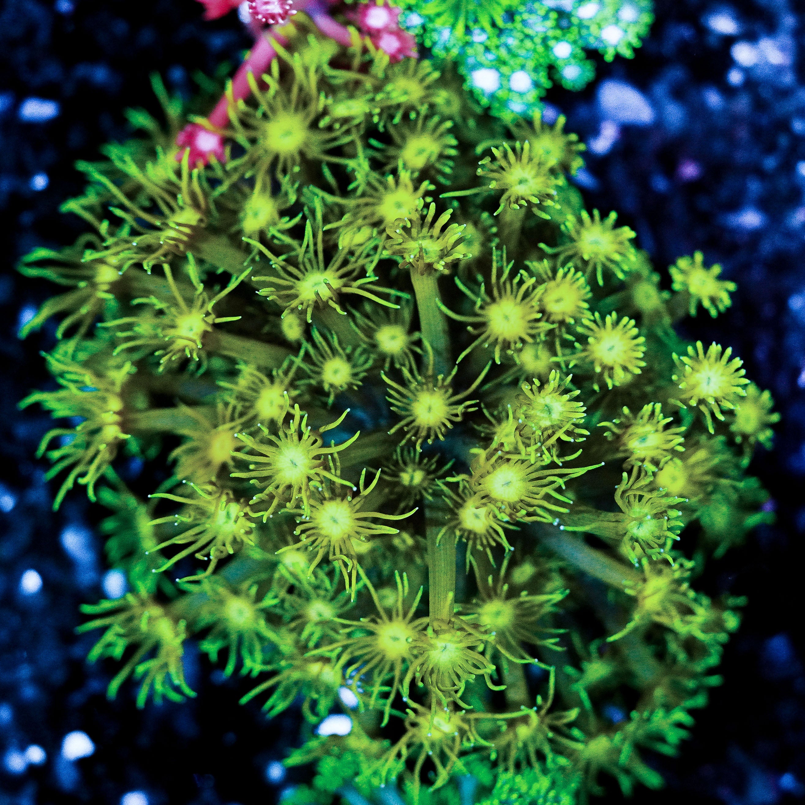 Ultra Goniopora Colony WYSIWYG 17