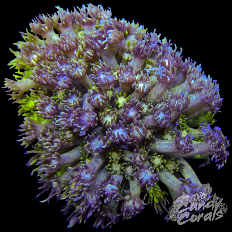 Small Ultra Goni Colony WYSIWYG 19