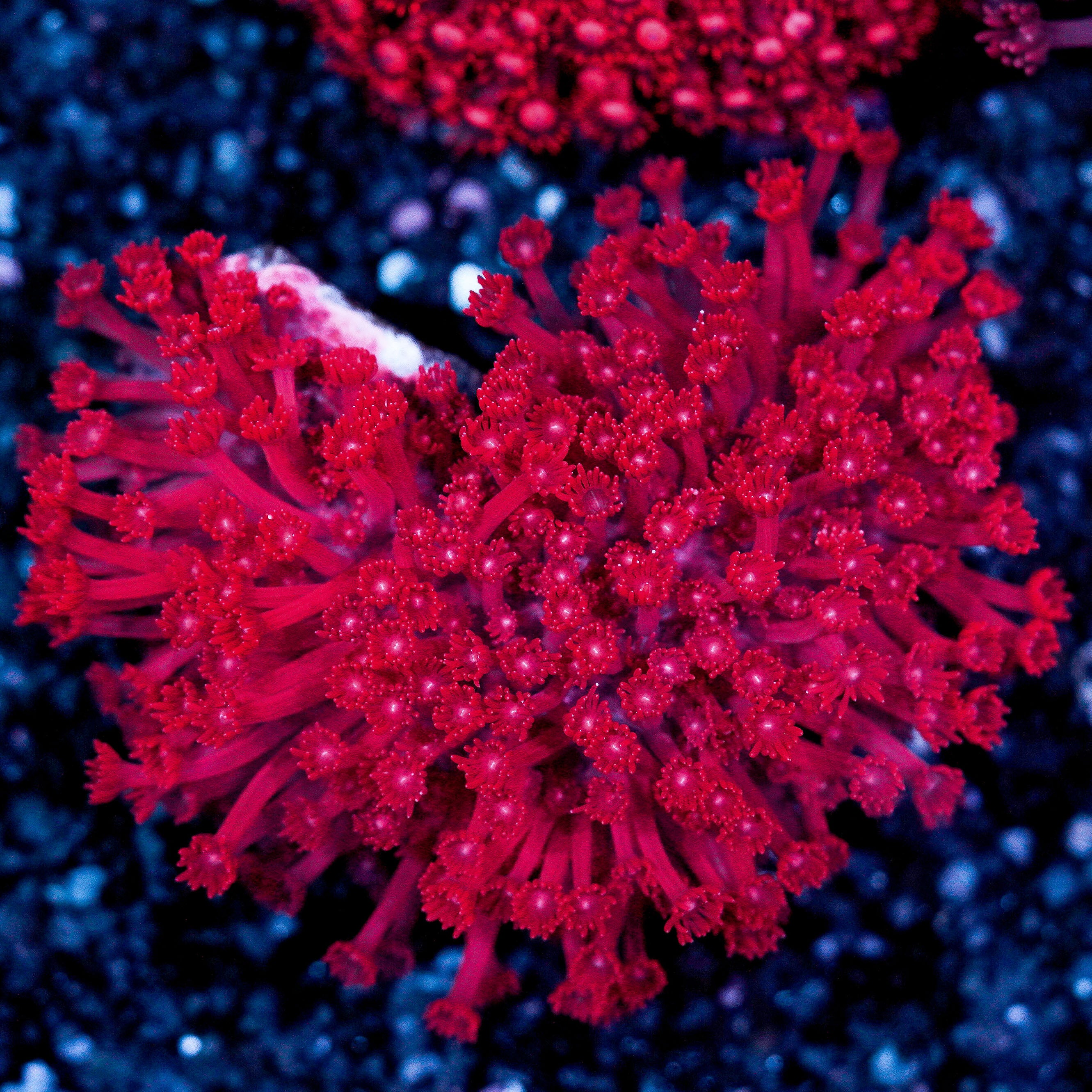 Red Goniopora Colony WYSIWYG 19