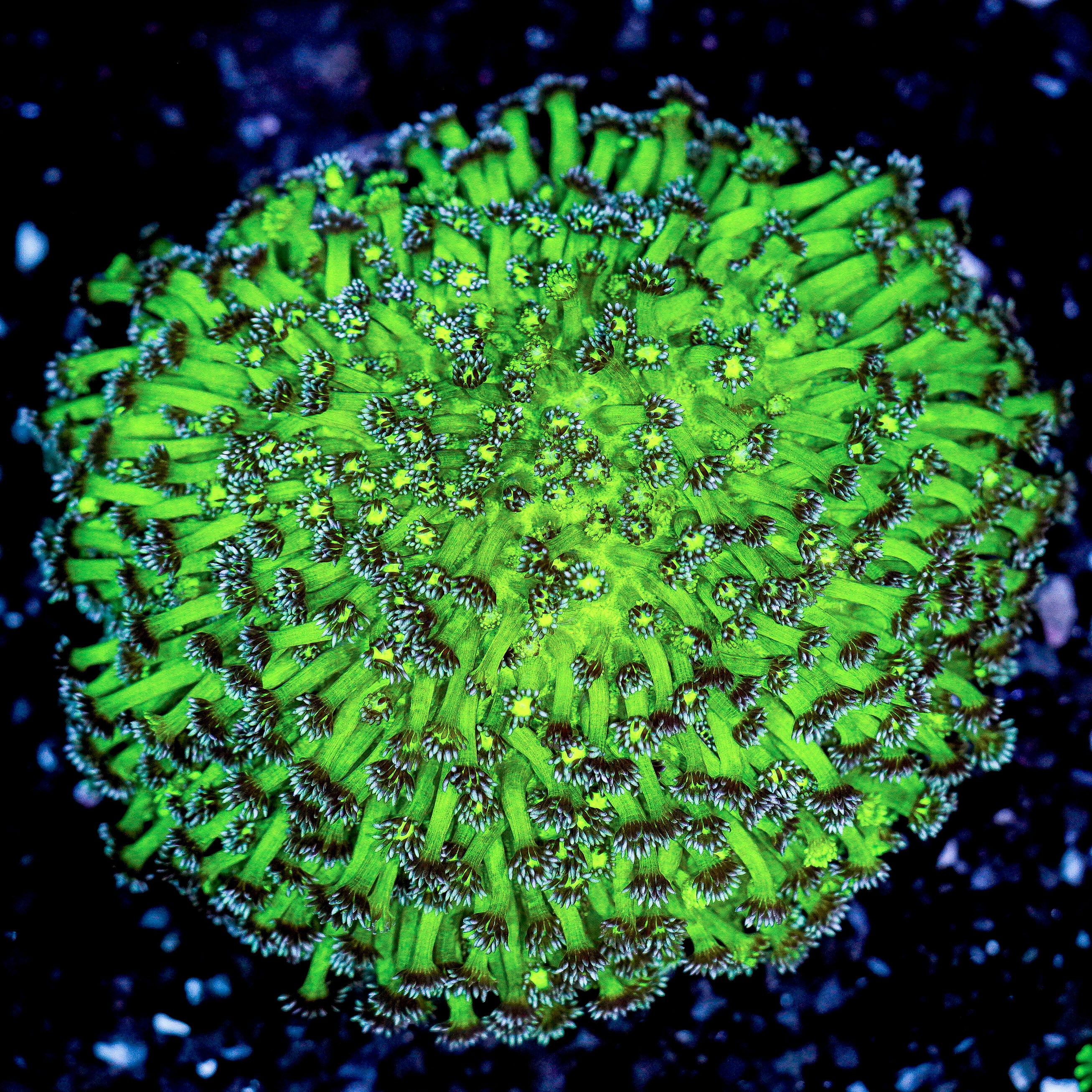 XL Yellow and Purple Goniopora Colony WYSIWYG 18