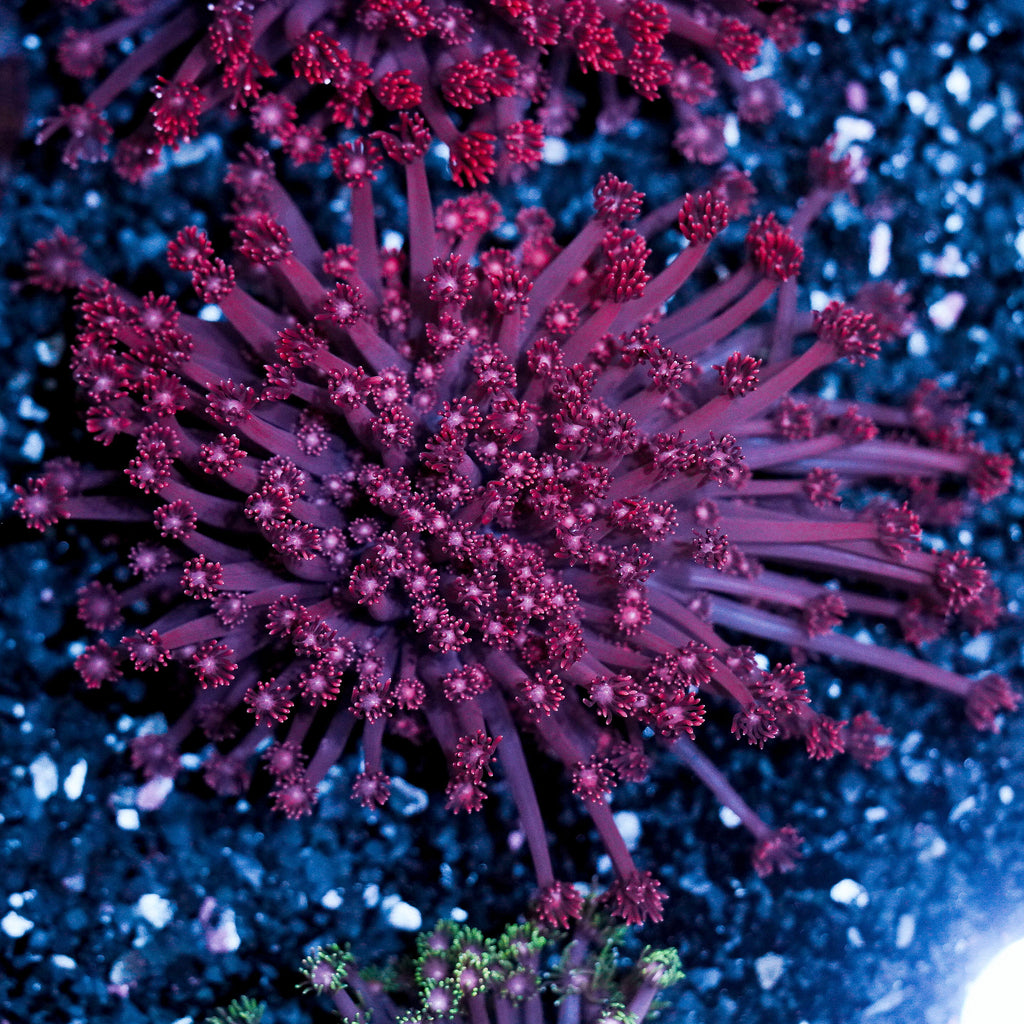 Pink Goniopora Colony