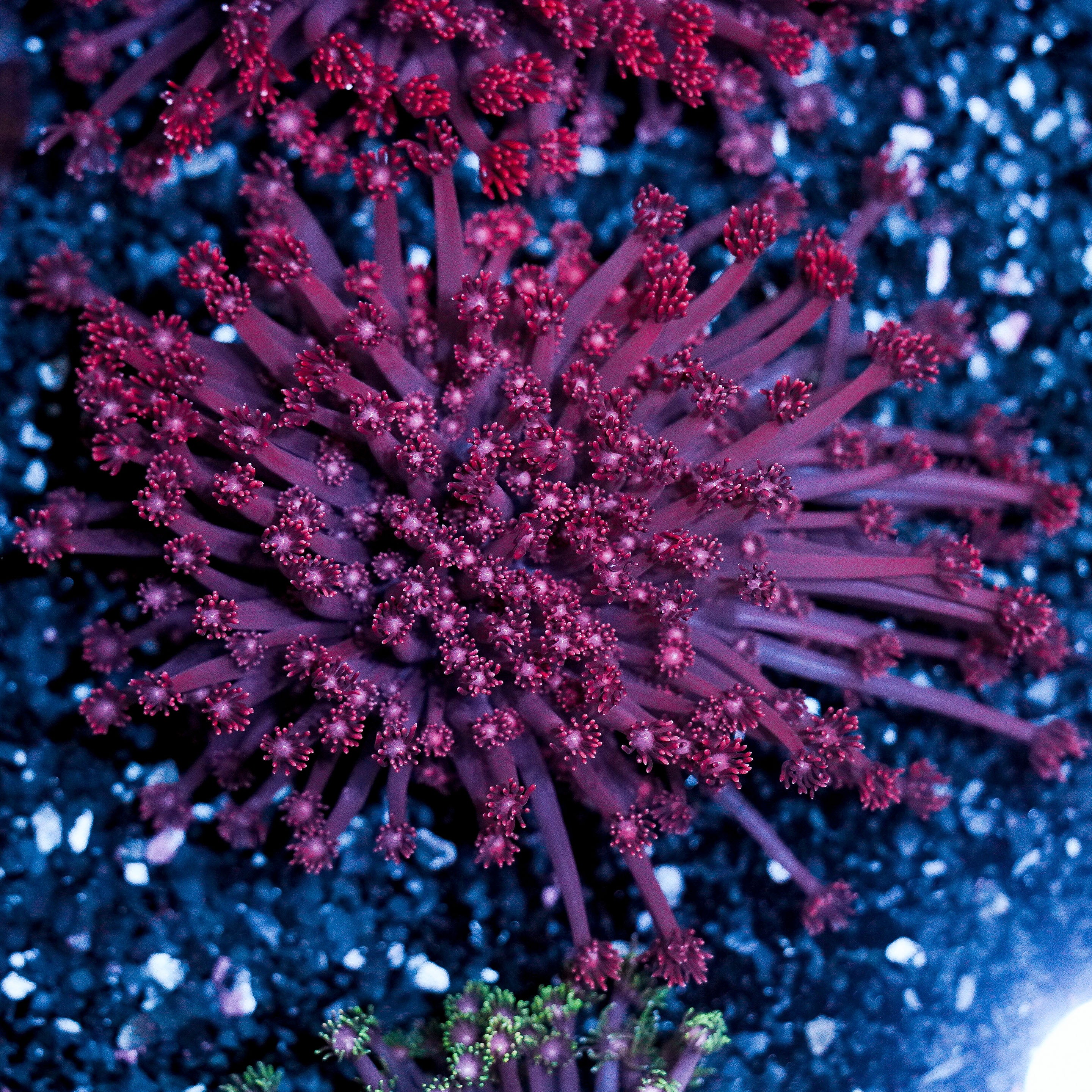 Pink Goniopora Colony