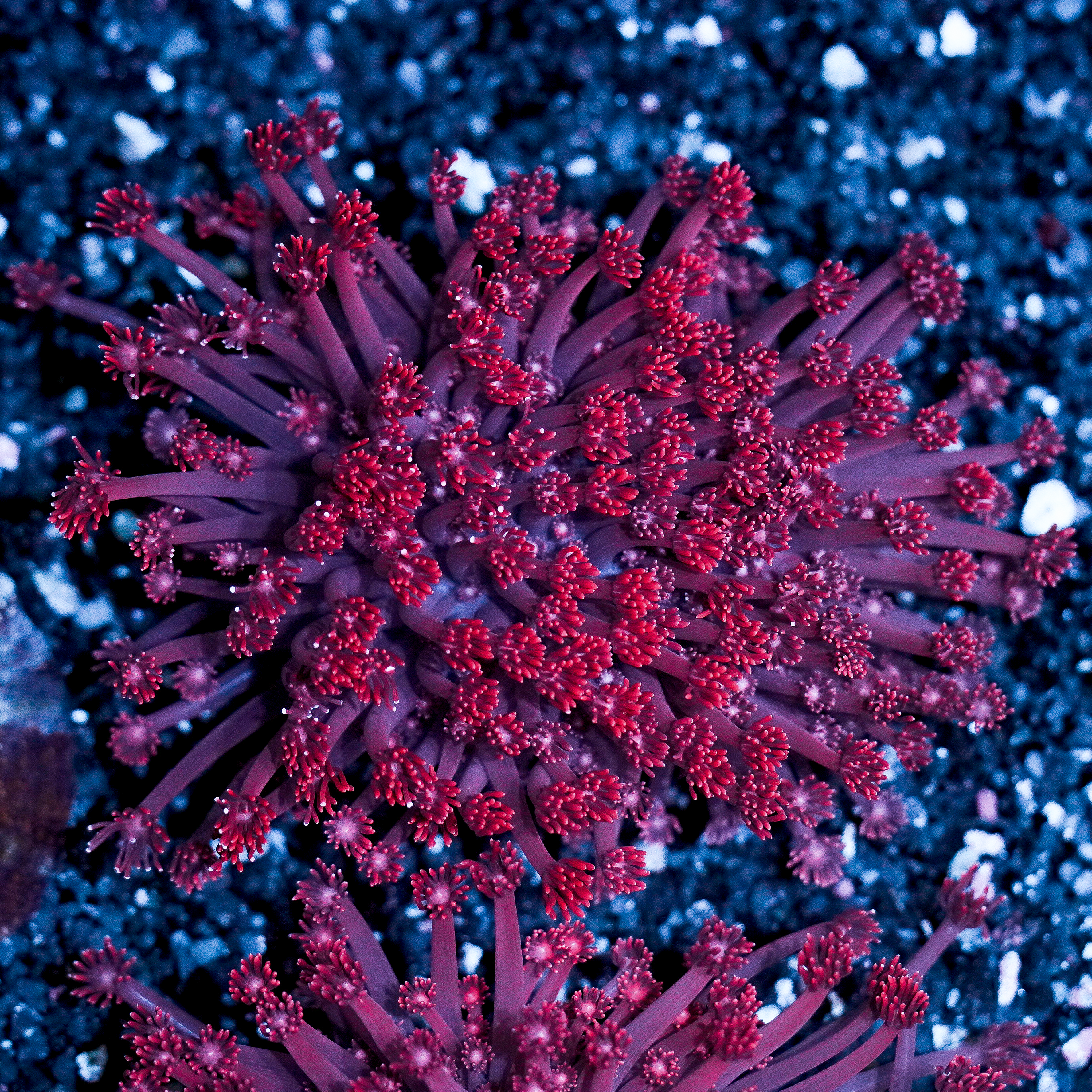 Pink Goniopora Colony