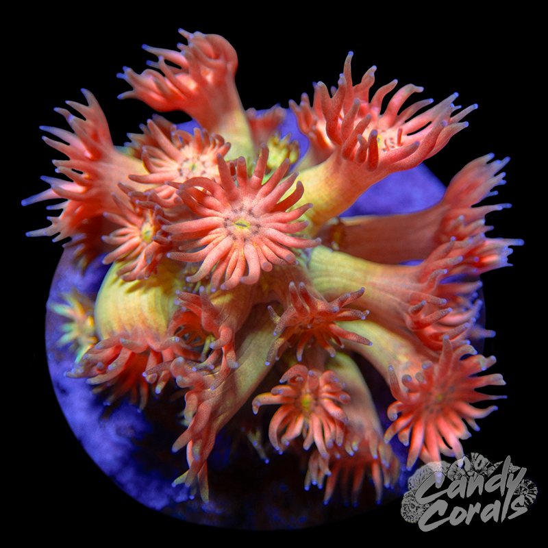 Sunset Dreams Goniopora Frag