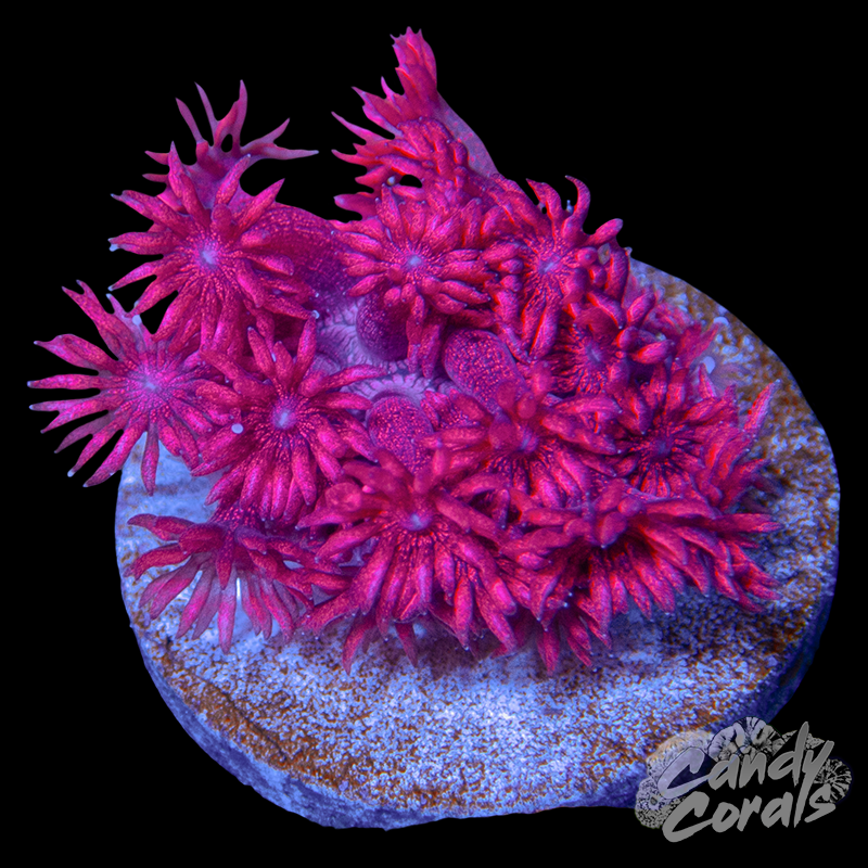 Pink Glitter Goniopora Frag