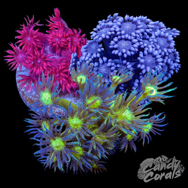 All That Glitter Goni Frag Pack
