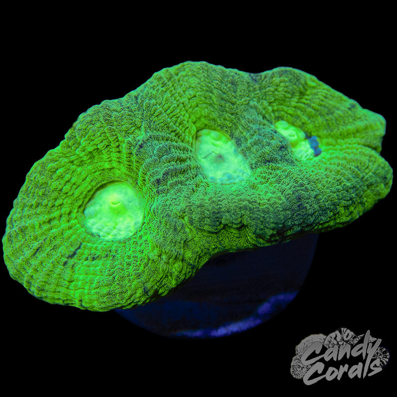 Green Goniastrea Frag