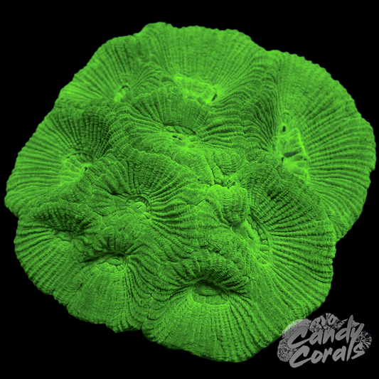 Small Neon Goniastrea Colony