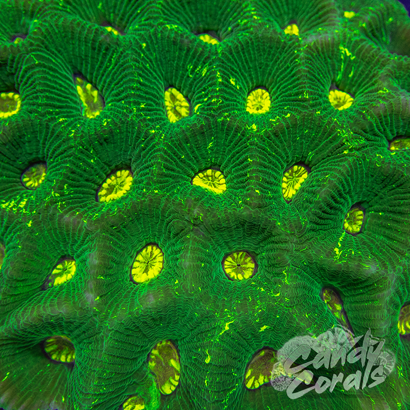 Acid Waves Goniastrea Frag