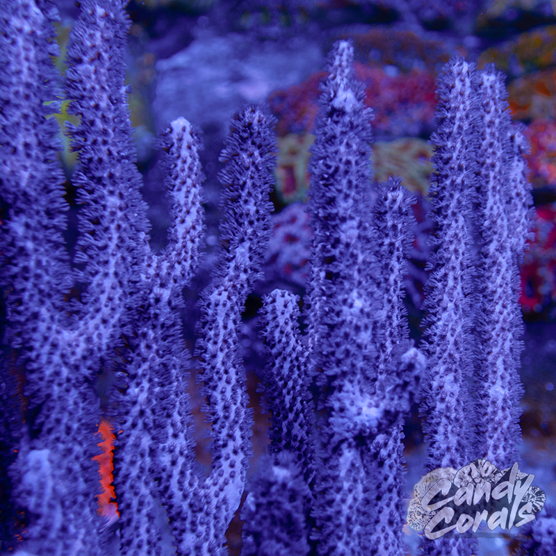 Slit Pore Photosynthetic Gorgonian