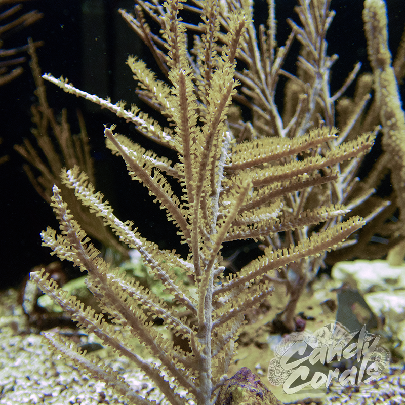 Plume Photosynthetic Gorgonian