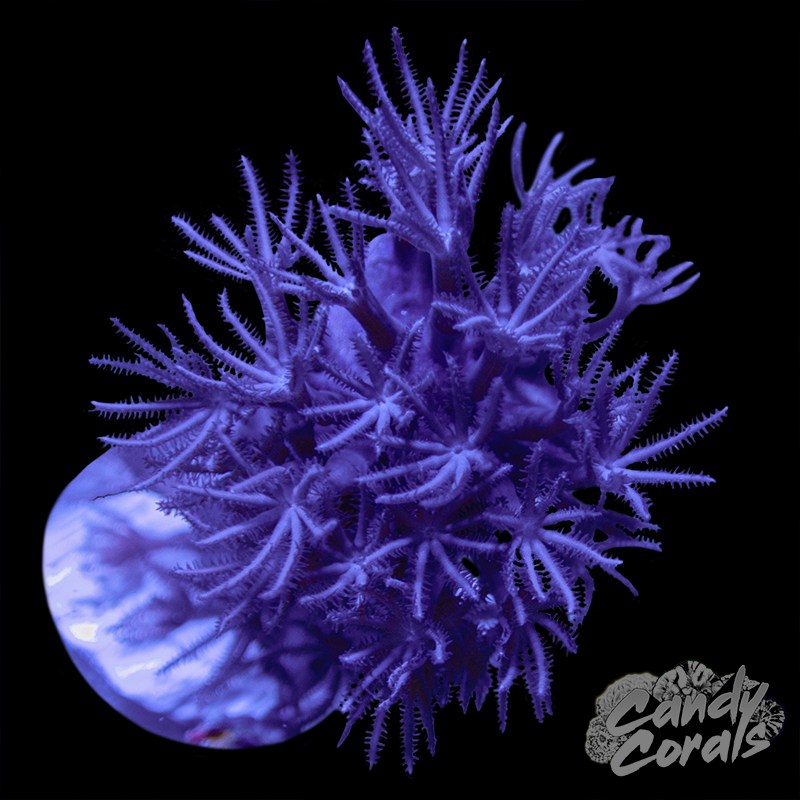 Corky Sea Finger Photosynthetic Gorgonian L16