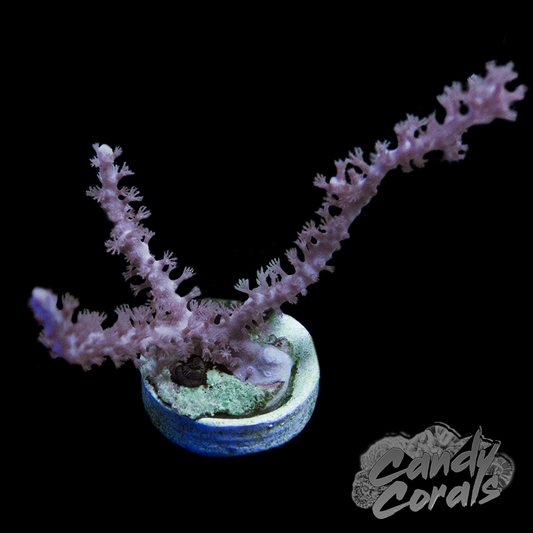 Wavy Purple Gorgonian Frag