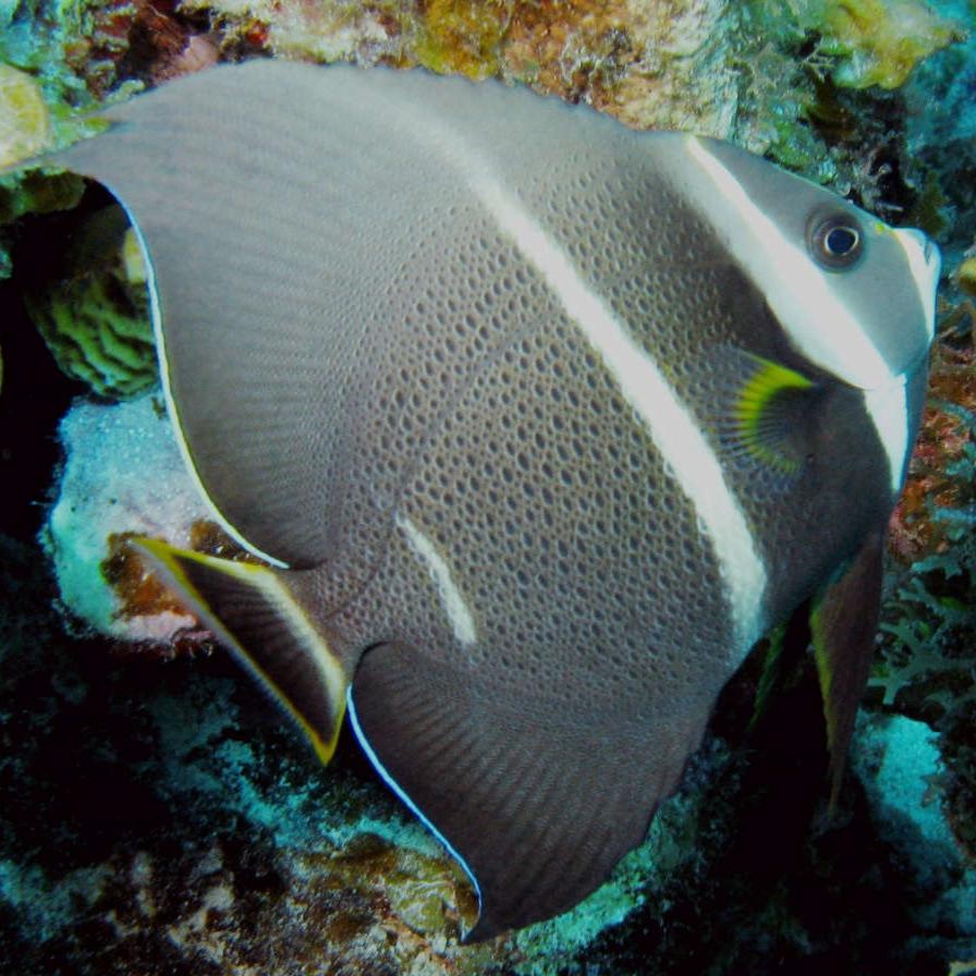Black Angelfish