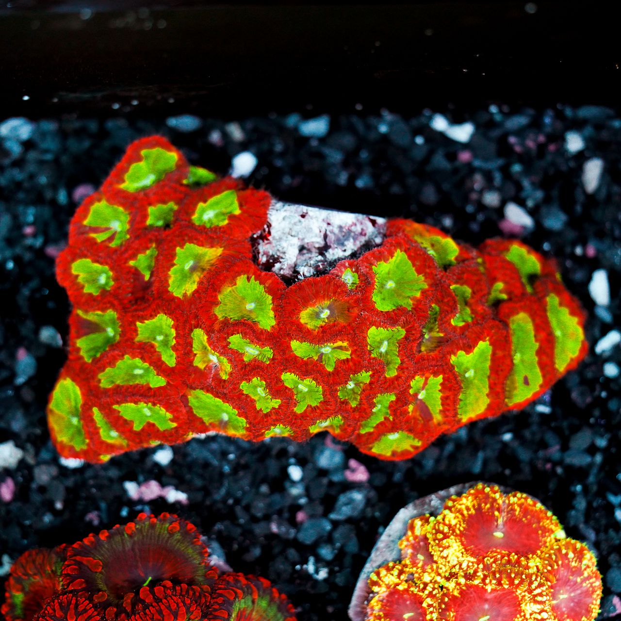 Blastomussa Colony WYSIWYG 43