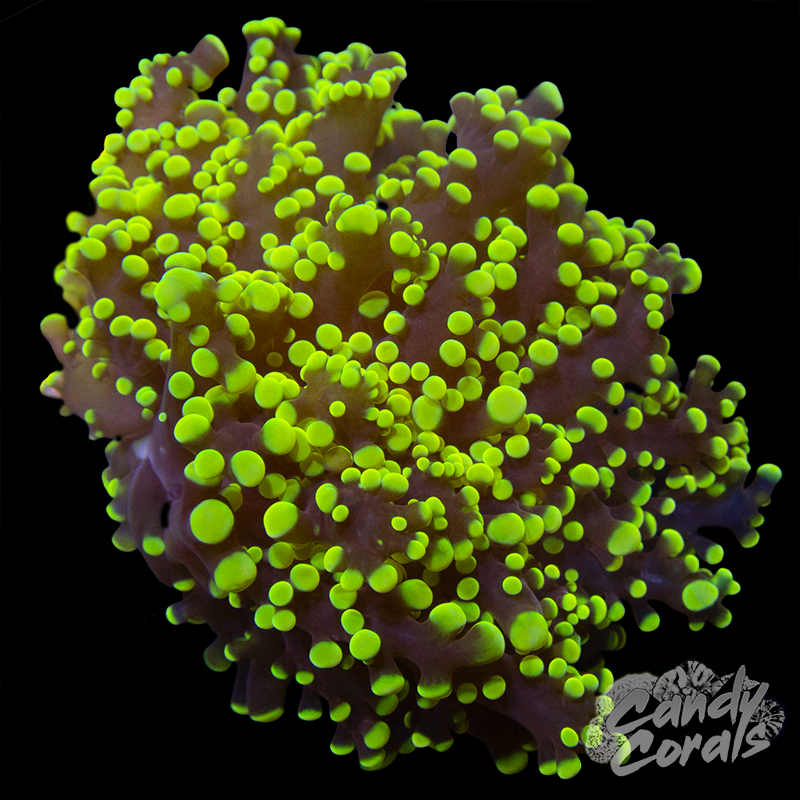 Octospawn H27