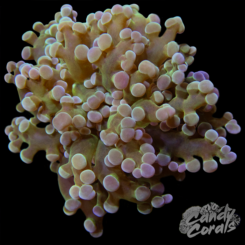 Frogspawn H37