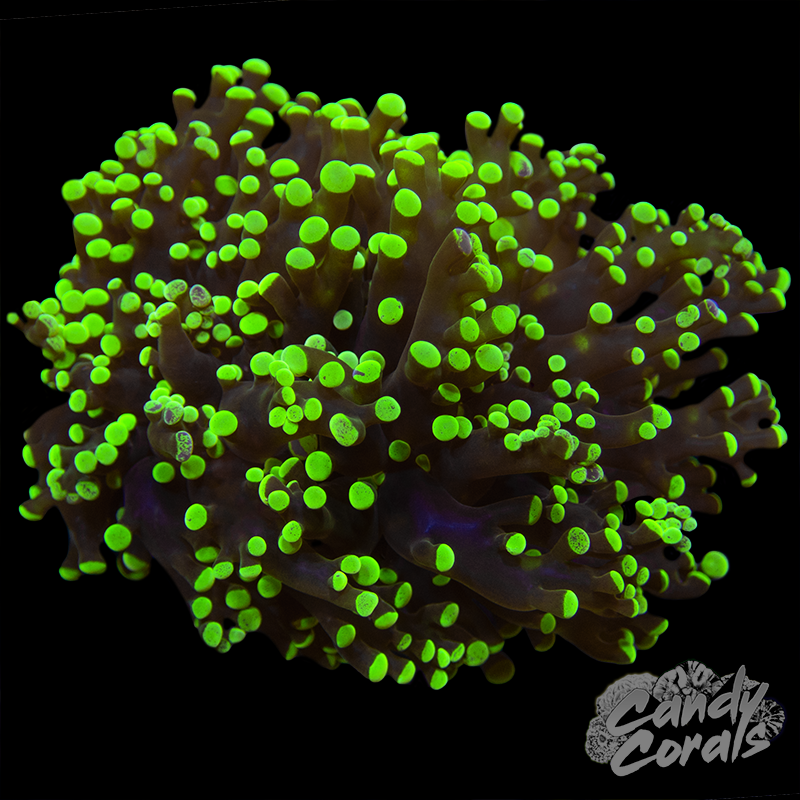Frogspawn H39