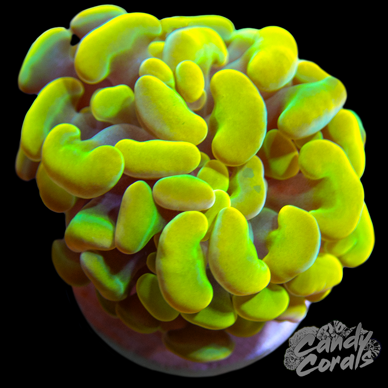 Yellow mellow Hammer Per Head H42