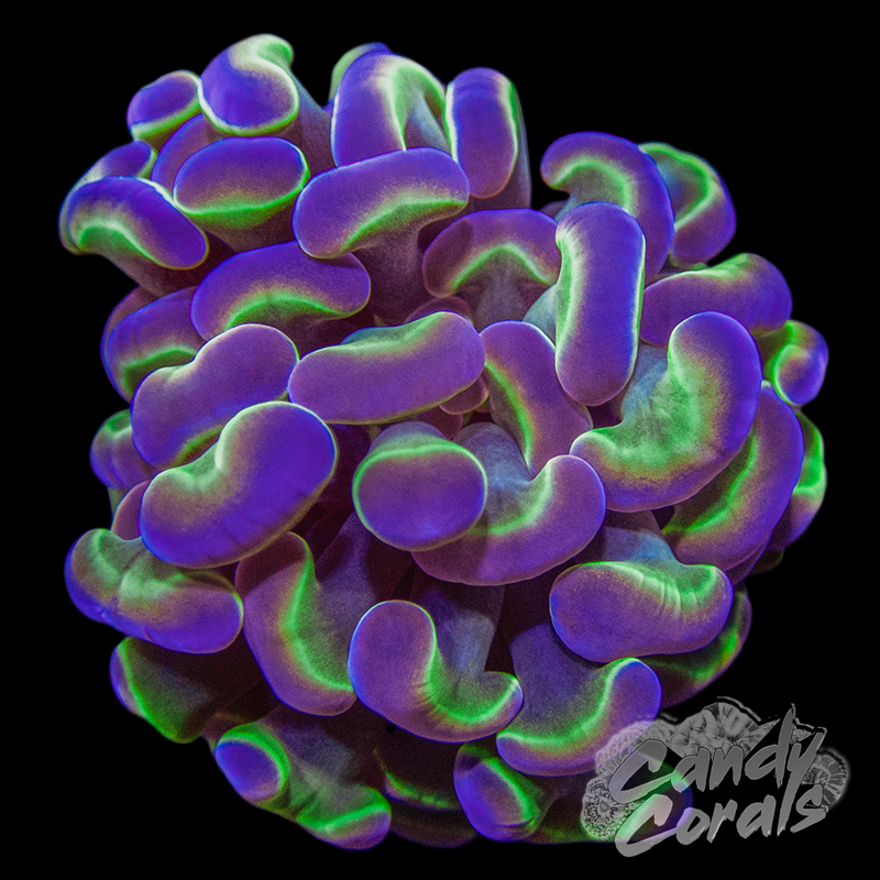 Assorted Hologram Rainbow Branching Hammer H2