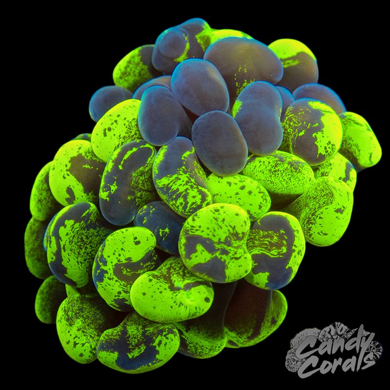 Gold Stem Toxic Blotchy Branching Hammer Frag