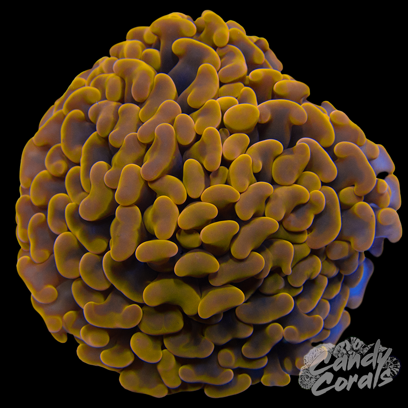 Aussie Orange Ultra Wall Hammer Colony