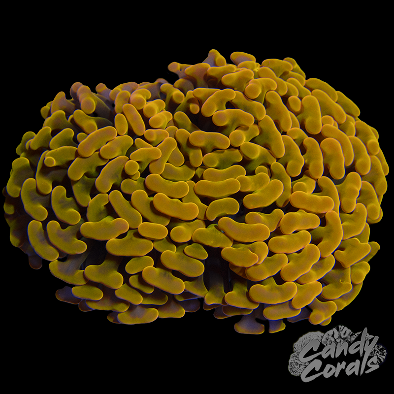Aussie Orange Ultra Wall Hammer Colony