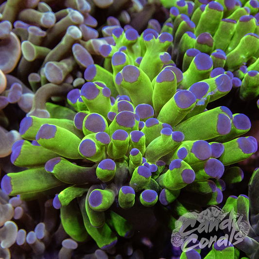Livestock – tagged Corals: Euphyllia – Candy Corals