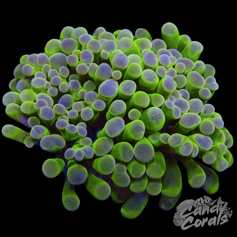 Splatter Tip Branching Hammer Per Polyp H16