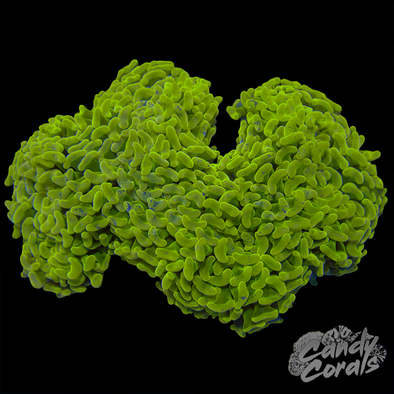 Green Stem Toxic Blotchy Wall Hammer WYSIWYG 1