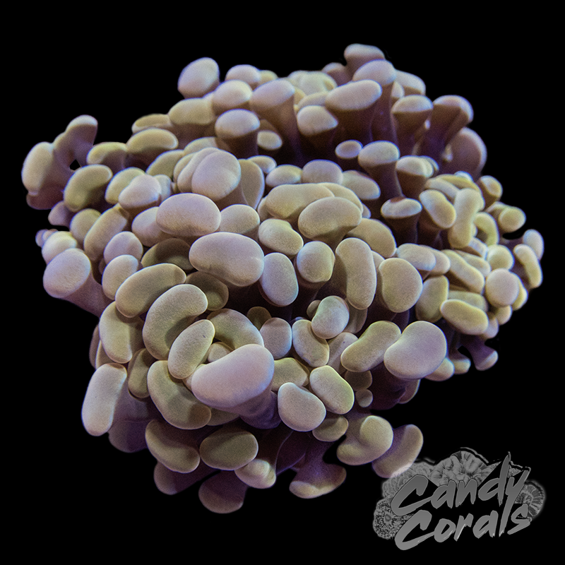 Assorted Light Orange Branching Hammer