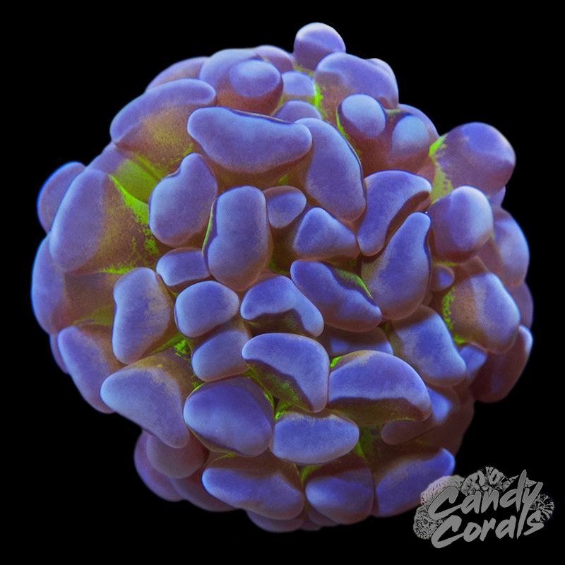 Golden Splatter Rainbow Branching Hammer Per Head