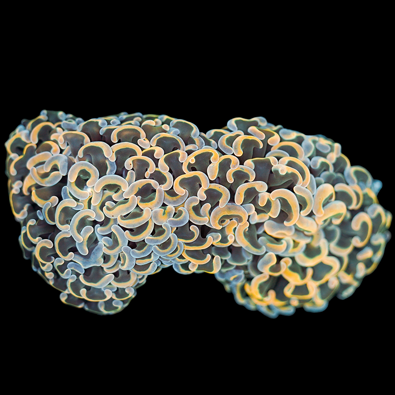 Rainbow Wall Hammer Colony