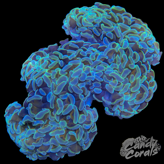 Gold Stem Teal Wall Hammer WYSIWYG 4