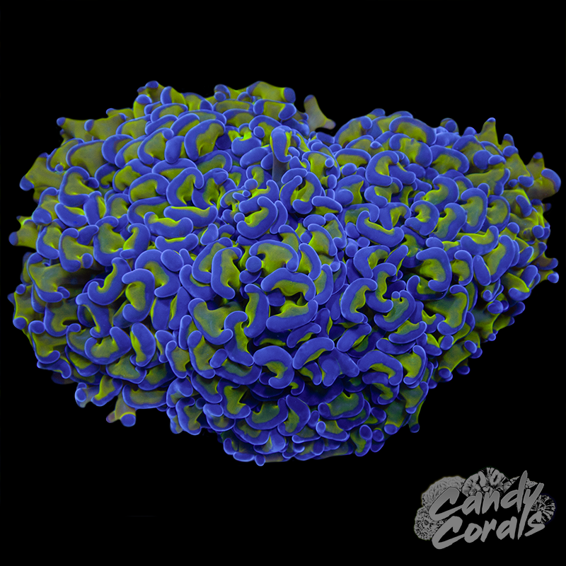 Toxic Stem Wall Hammer Colony