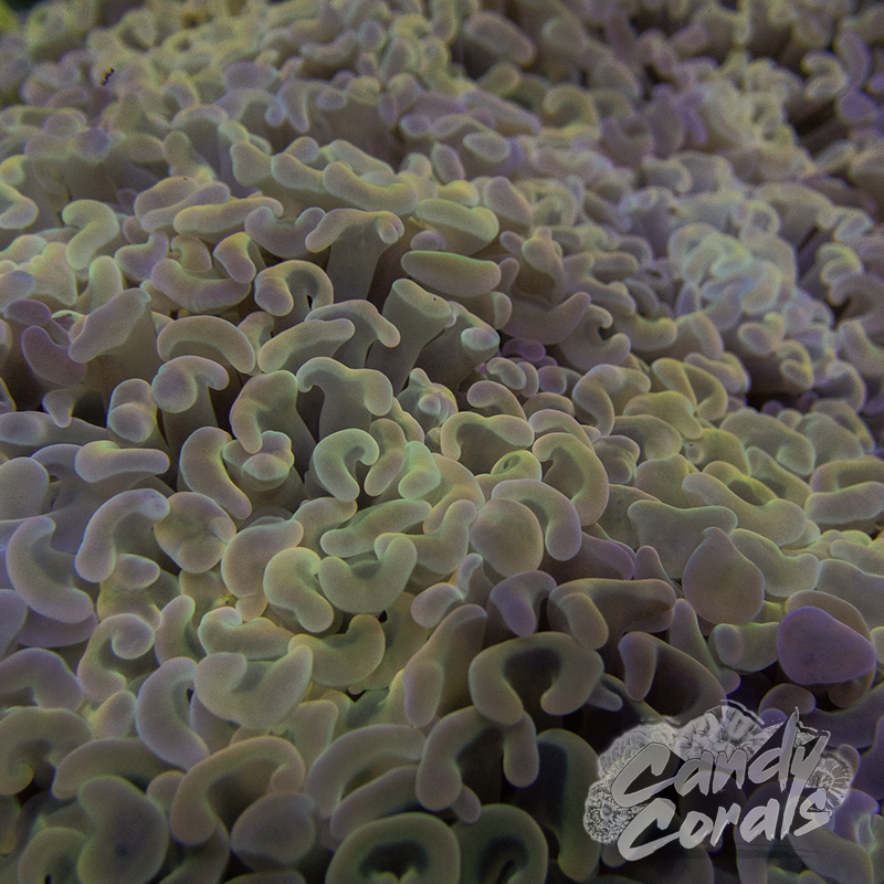 Large Head Pastel Rainbow Branching Hammer Frag H22
