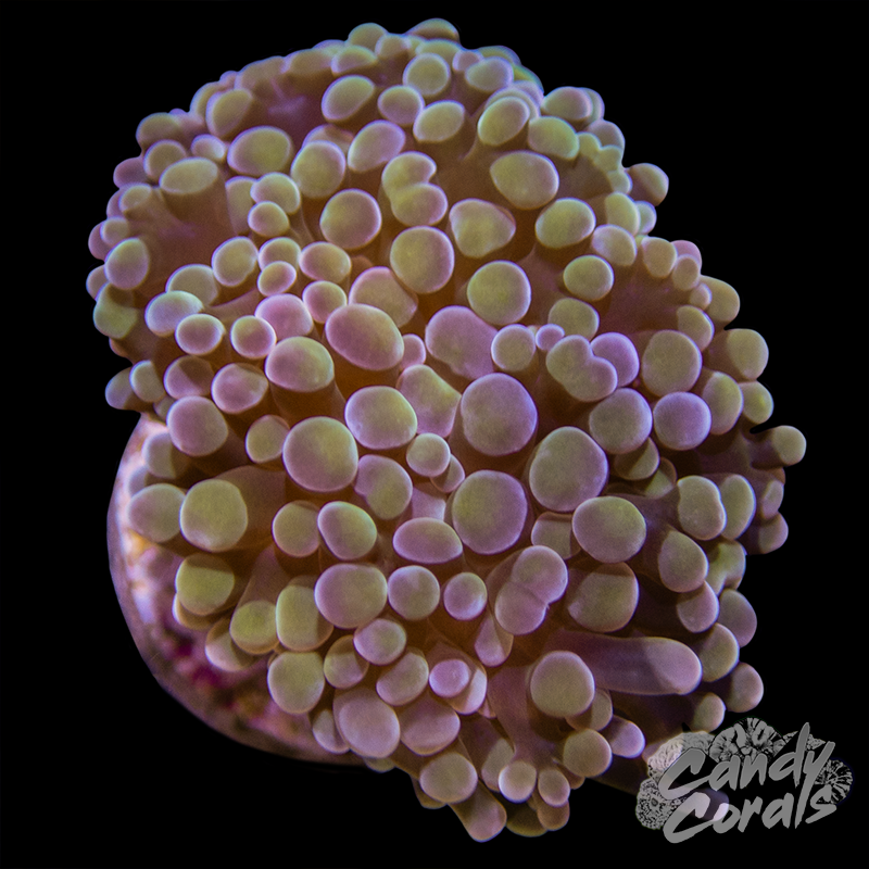 Gold and Pink Branching Frammer Per Polyp